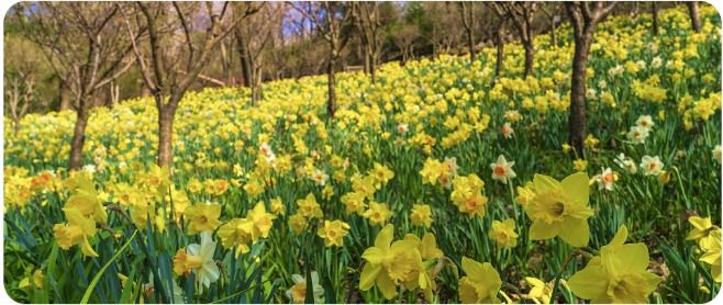 화담숲 봄 수선화 축제