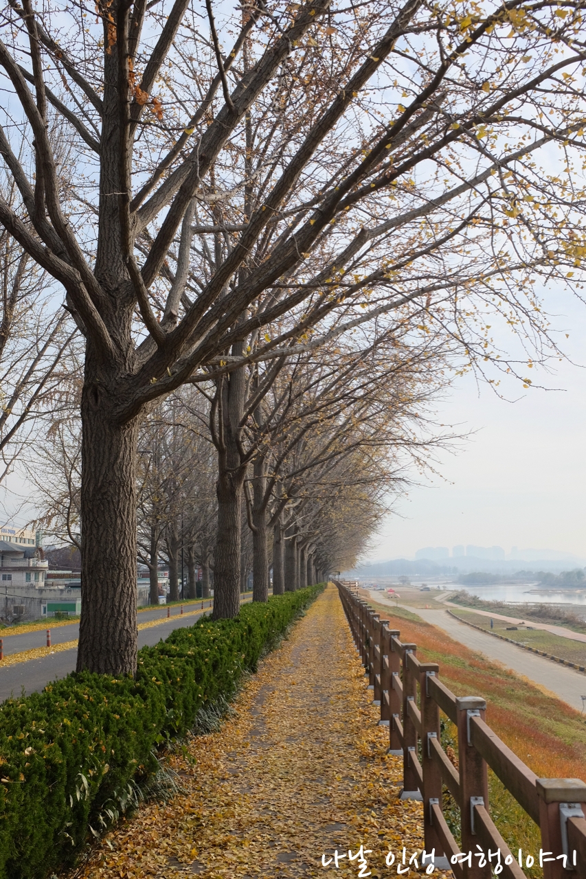 &ldquo;곡교천변_은행나무길_17&rdquo;data-filename=