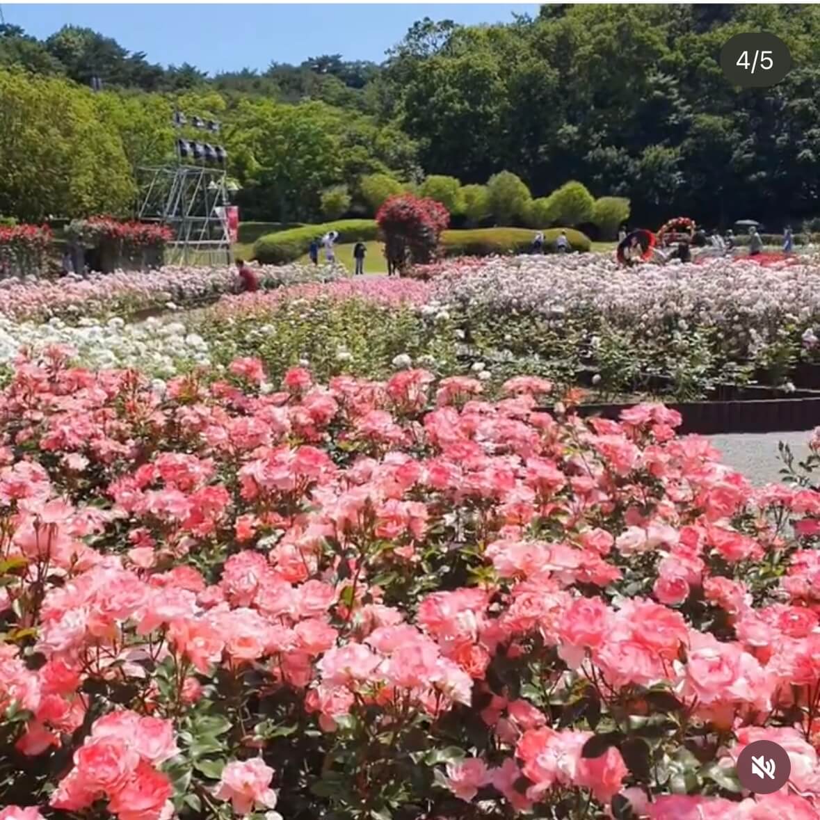 울산대공원 장미축제