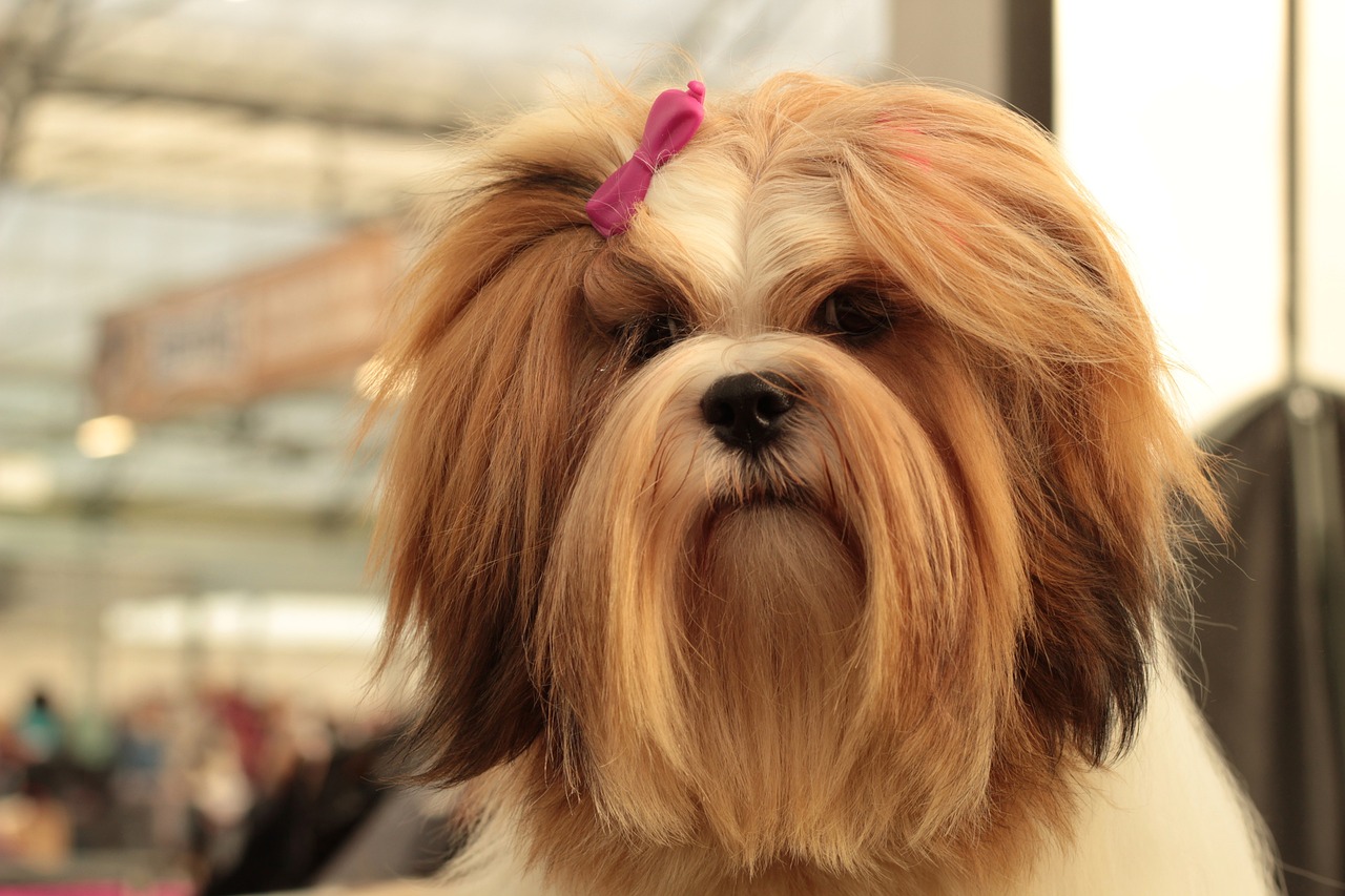 라사 압소(Lhasa Apso)