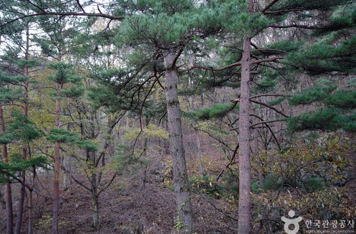 대관령 소나무숲길