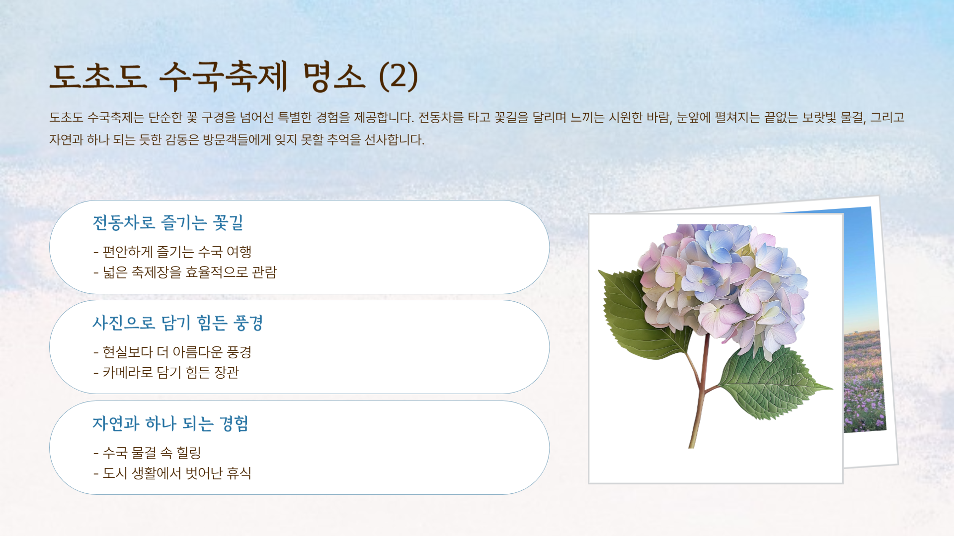 전남 신안 도초도 수국축제