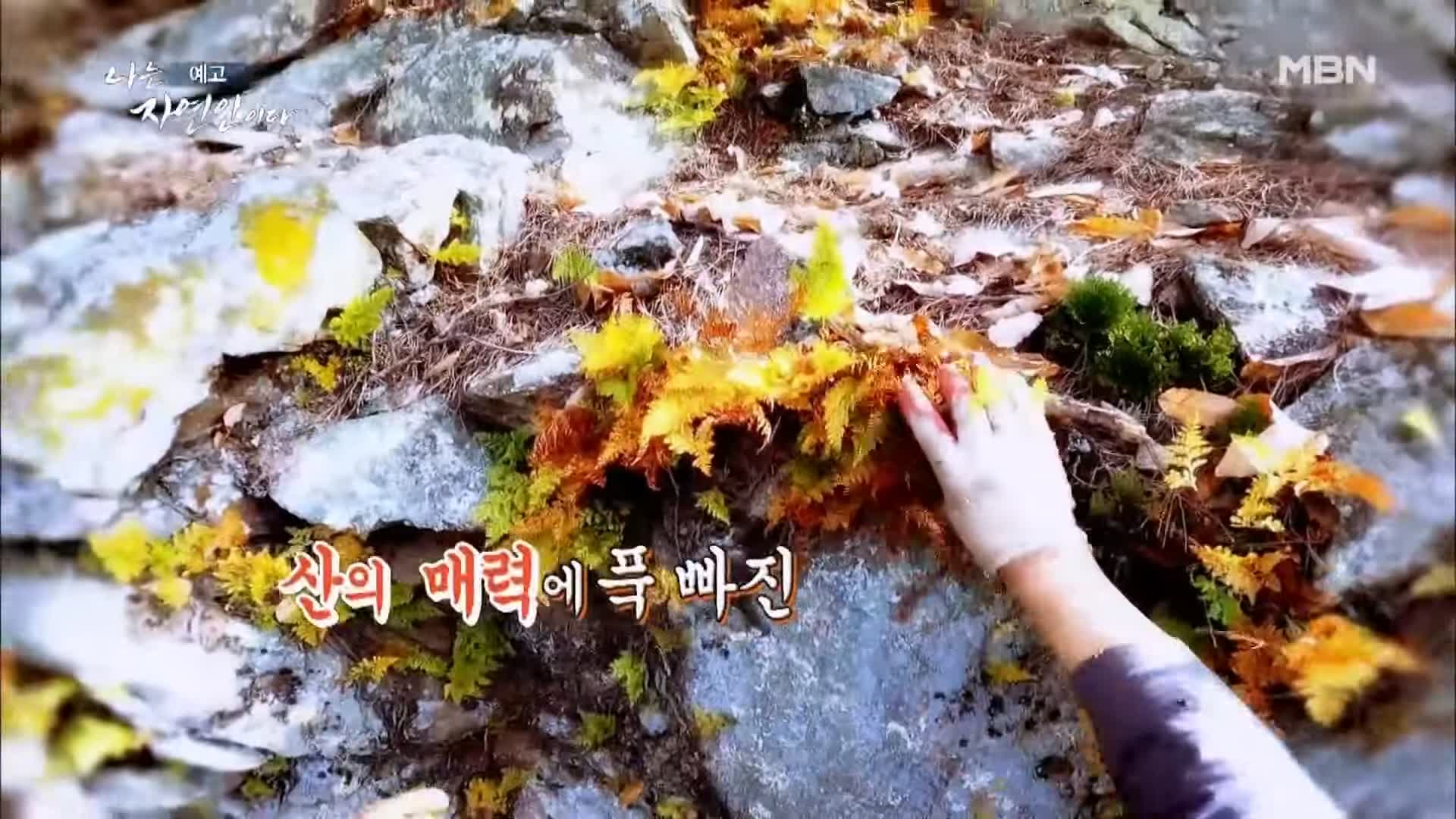 이승윤 윤택 나는 자연인이다 내가 산에 사는 재미 하수오 제피 담금주 골쇄보 자연인 배정수 소개 및 출연 529회 다시보기