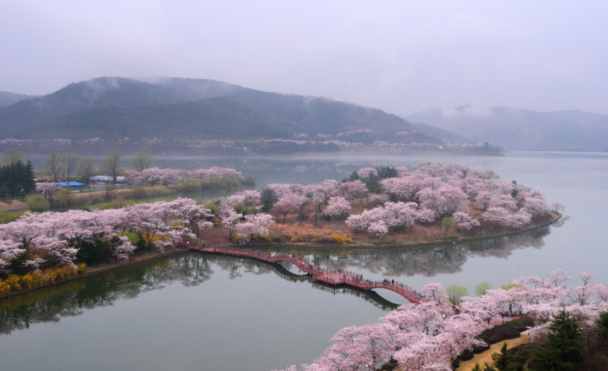 경주 보문단지 벚꽃(출처:경주시청)