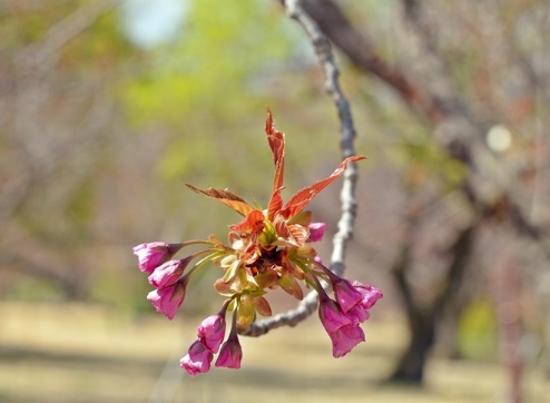 경주 불국사 겹 벚꽃 개화 시기부터 포토존까지 총정리!