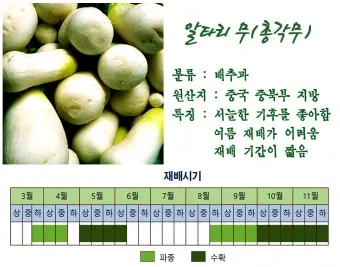 알타리무 재배 서늘한 기온 관리 연속 수확 물 주기_8