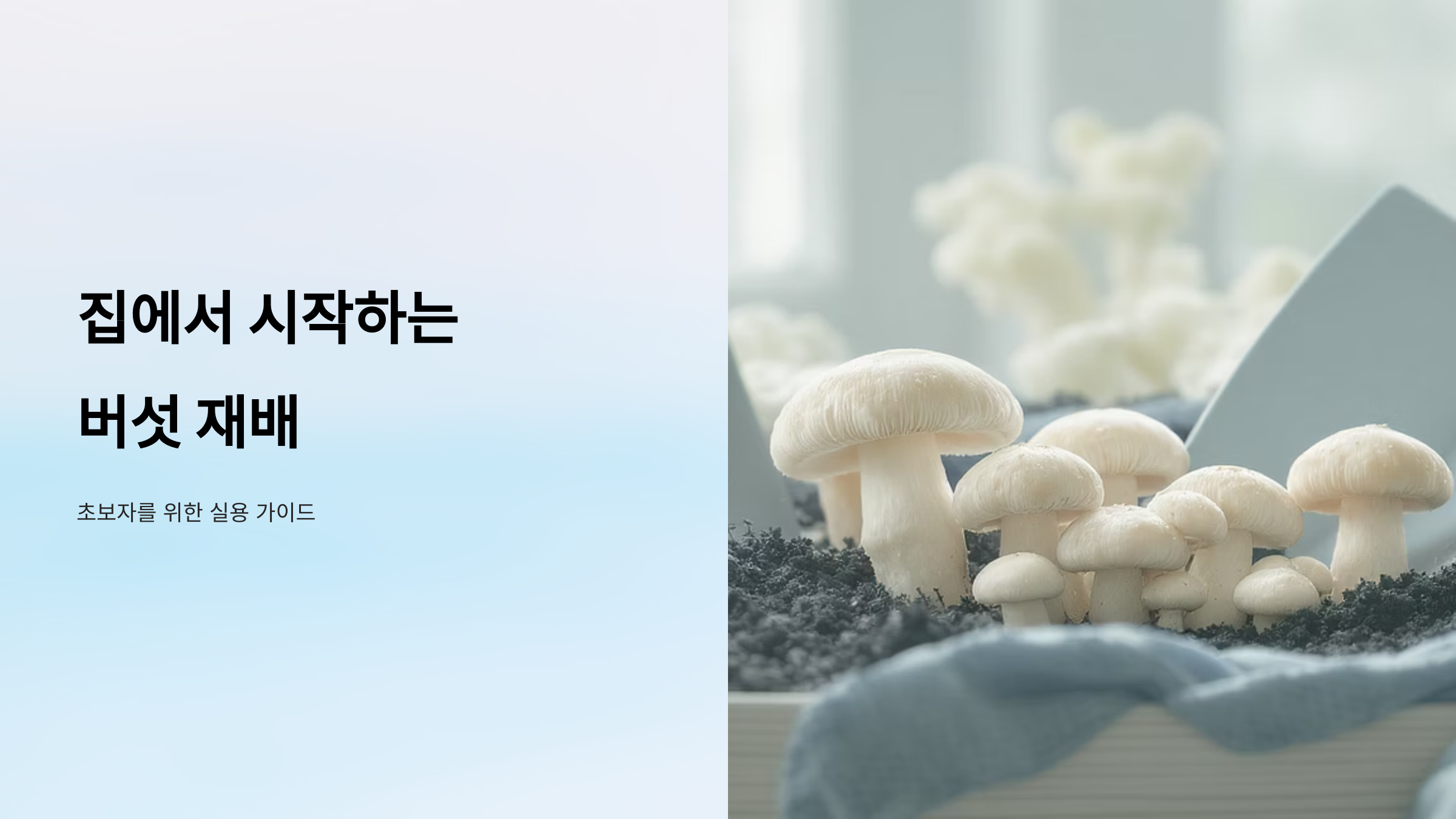 집에서 버섯 키우기 완벽 가이드