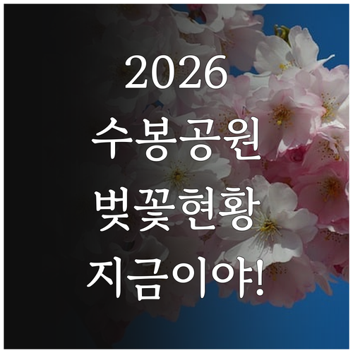 2026년 수봉공원 벚꽃 축제 준비 ..