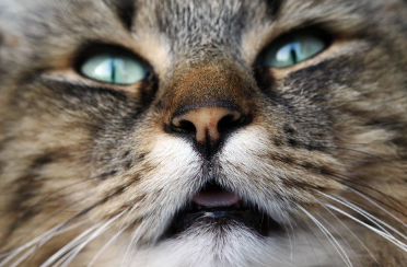 재채기가 나올 것 같은 고양이.