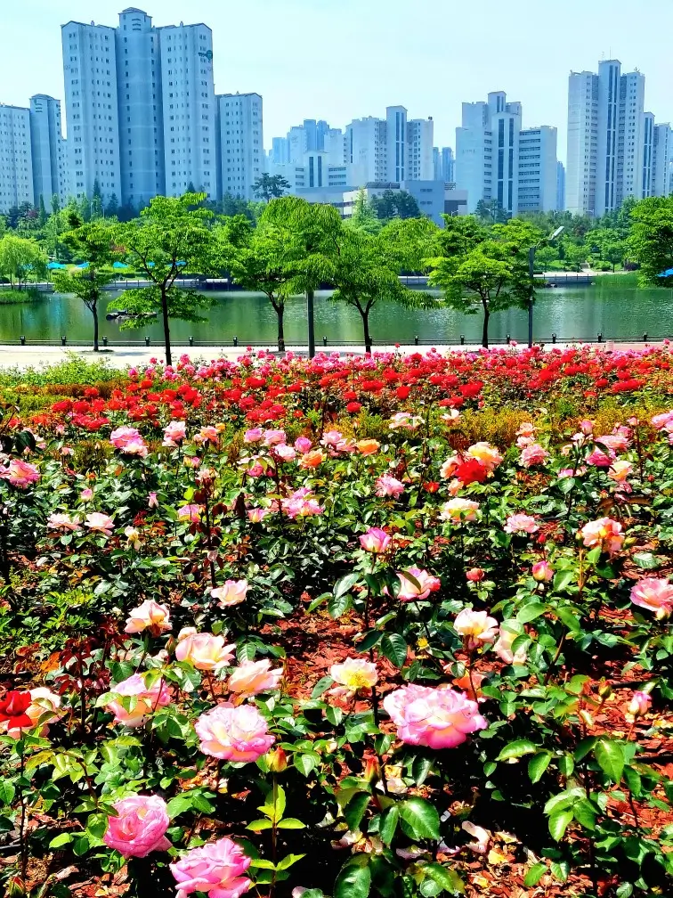 김포 한강신도시 호수공원: 장미의 계절, 발길을 잡는 풍경