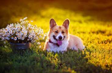 고양이 알러지