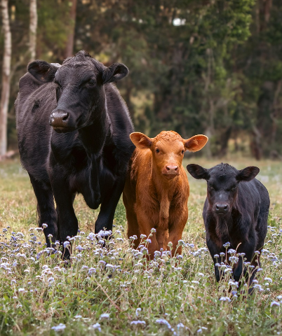 2025년 6월 소띠(丑띠) 생년별 운세
