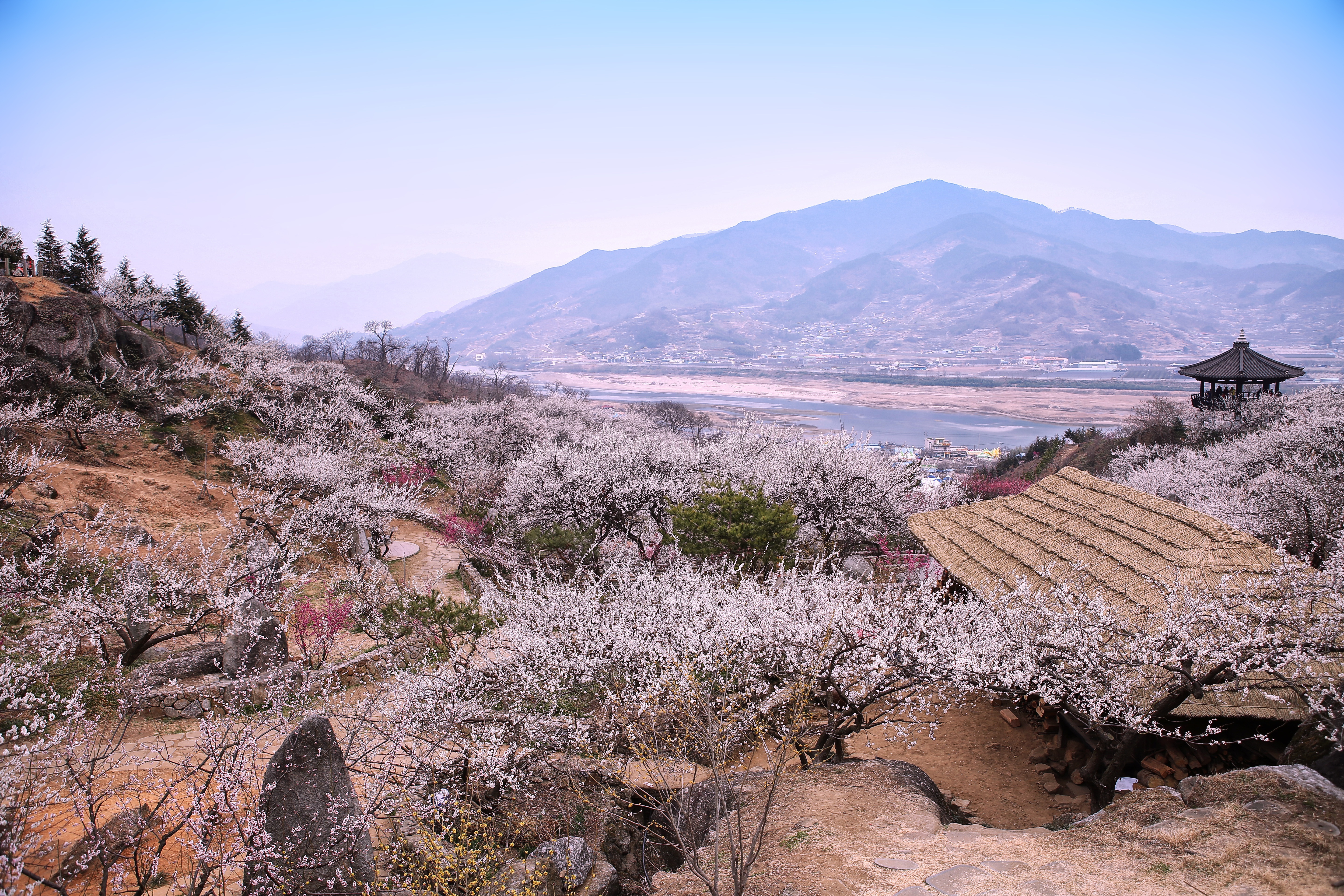 매화마을 강변 관련 사진