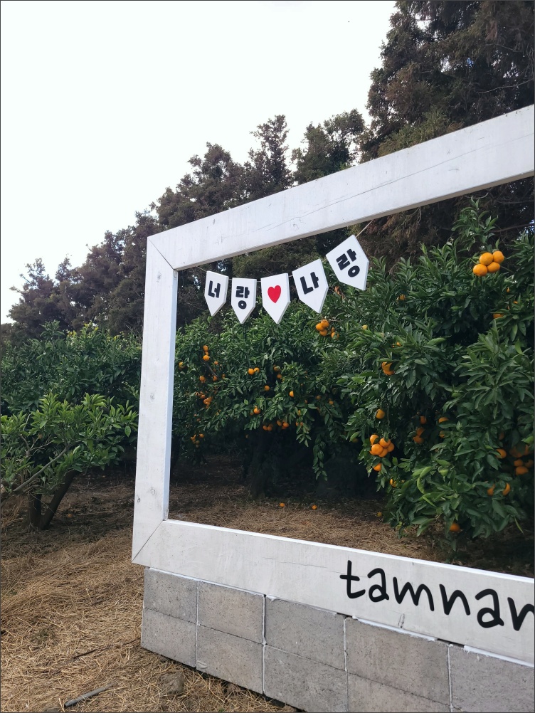 감귤-따기-탐나는농장2