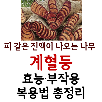 나무를 자르면 피같은 진액이 나오는 계혈등 한약재! 효능·부작용·복용법