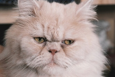 고양이 간식의 성분과 품질