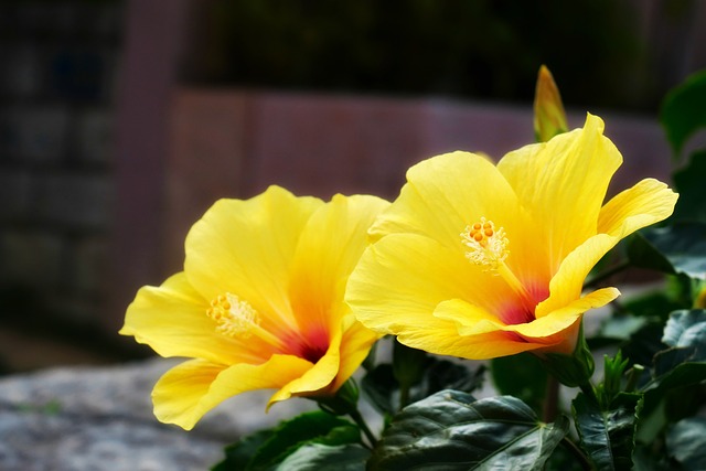 2025년 24절기 음력 양력 날짜 달력 경칩 등 총정리