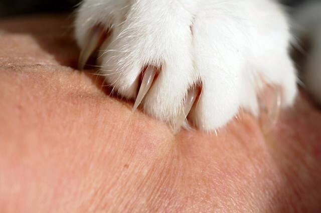 고양이 발톱 깎기