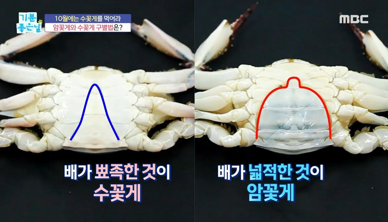 암꽃게 숫꽃게 구별법