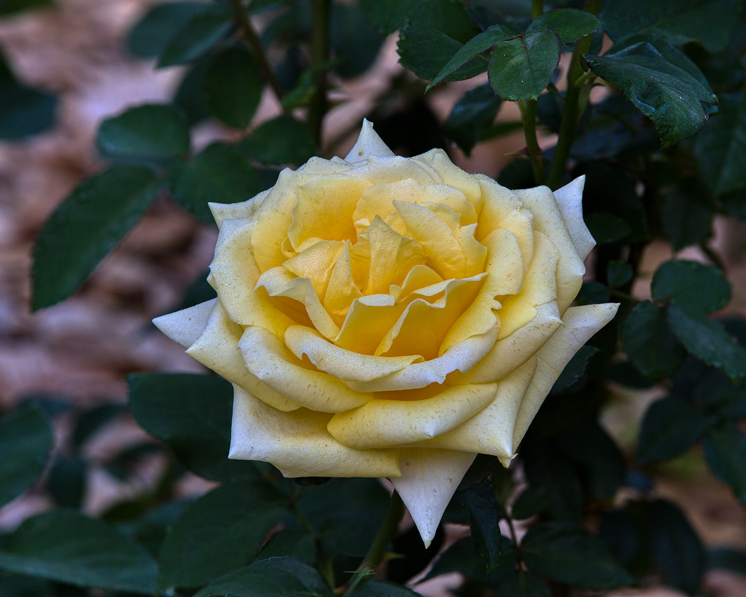 올림픽공원 장미축제 - 24