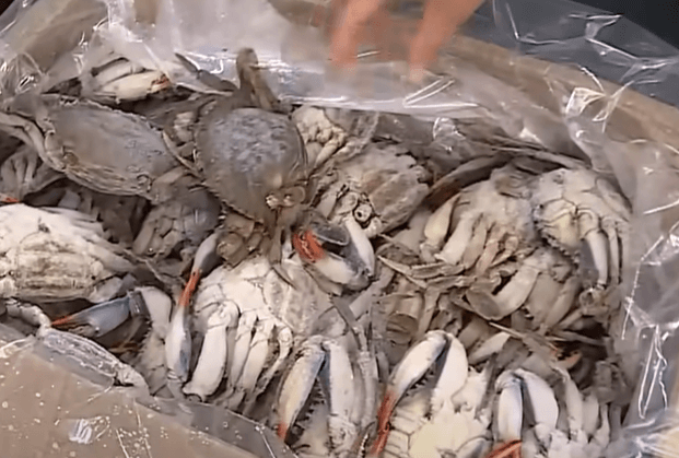 이탈리아 푸른 꽃게