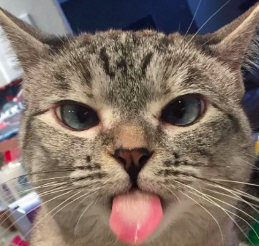 폭넓은 귀의 사시 고양이.