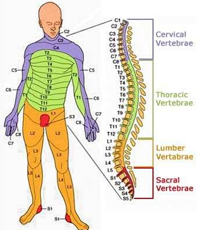 목 디스크의 위치에 따른 증상 차이