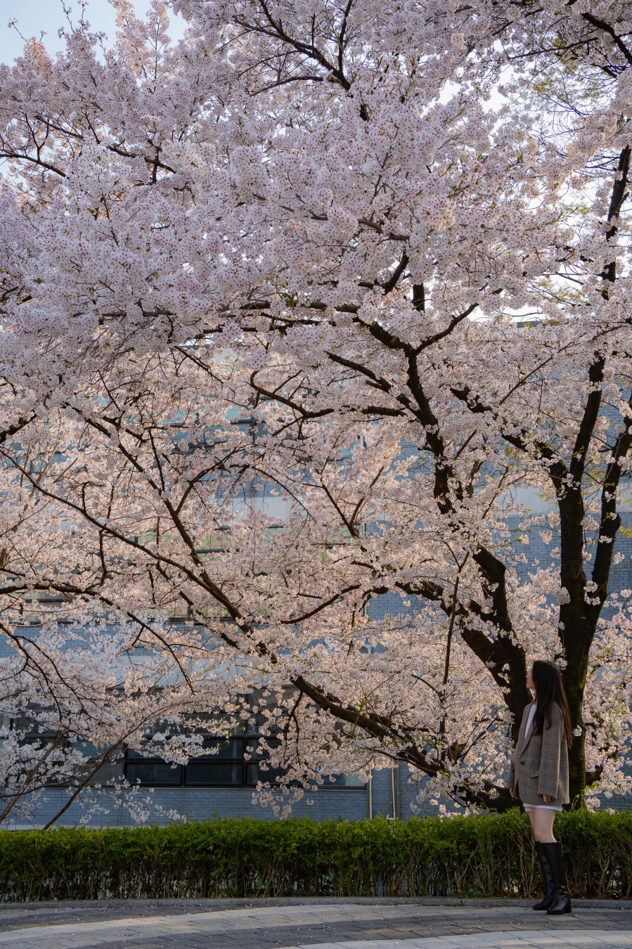 아주대학교 벚꽃
