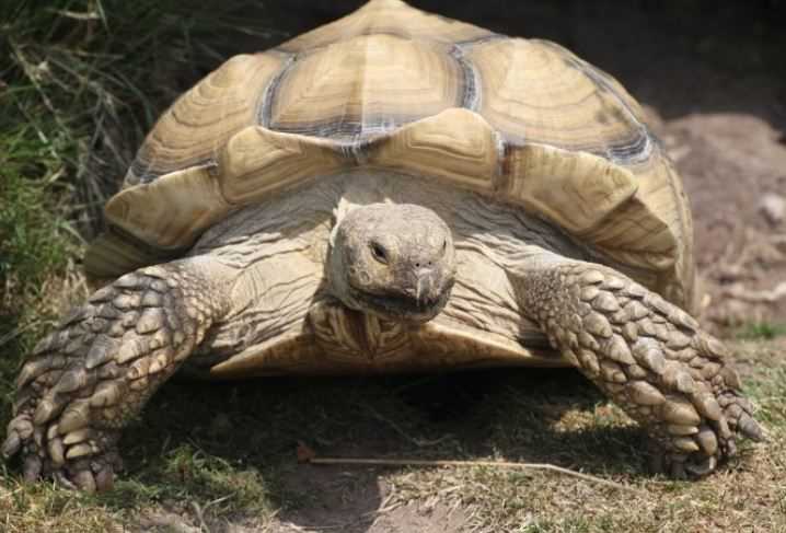 설가타 육지거북