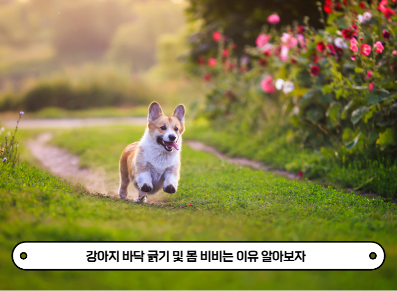 웰시코기가 달리는 모습