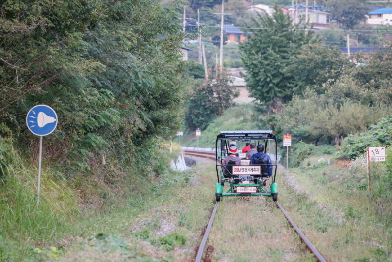 하동 북천 코스모스 메밀꽃축제