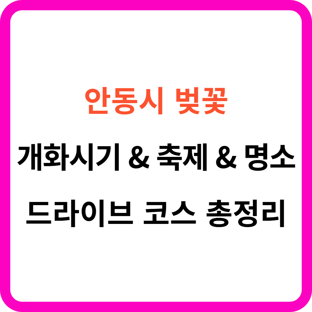 안동시 벚꽃 개화시기 & 축제 & 명소 & 드라이브 코스 총정리