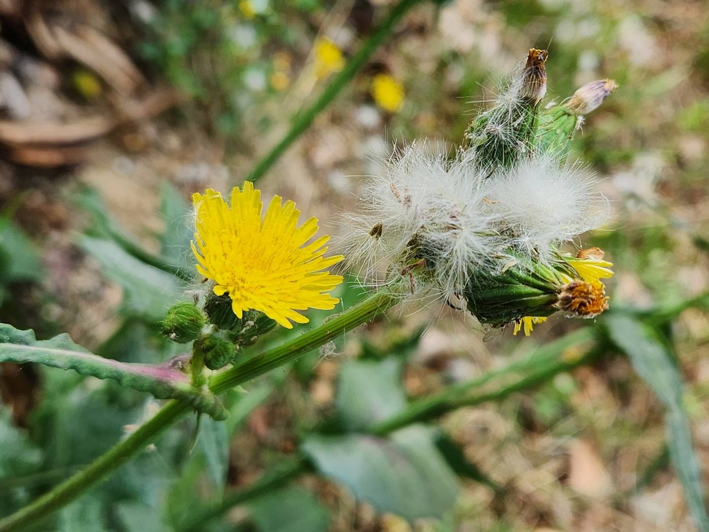 방가지똥(청채)