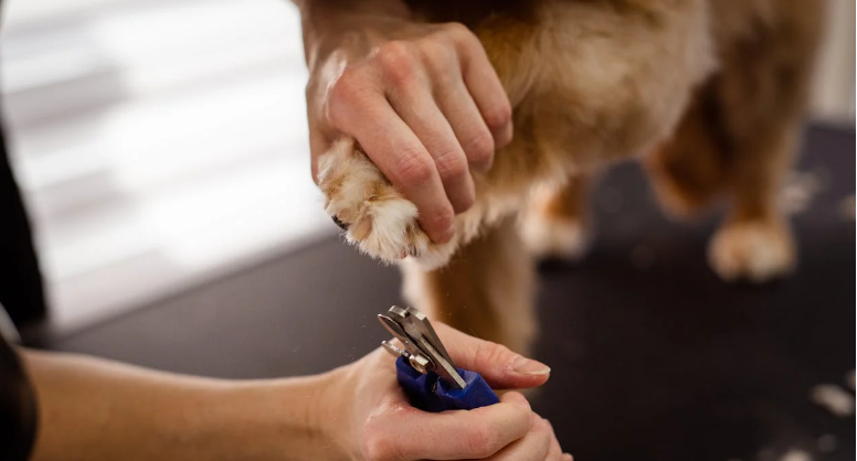 강아지 발톱관리 관련 사진