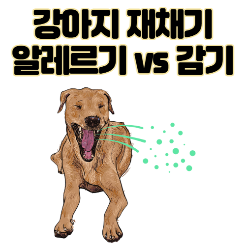 강아지 재채기 알레르기 vs 감기 구별 팁