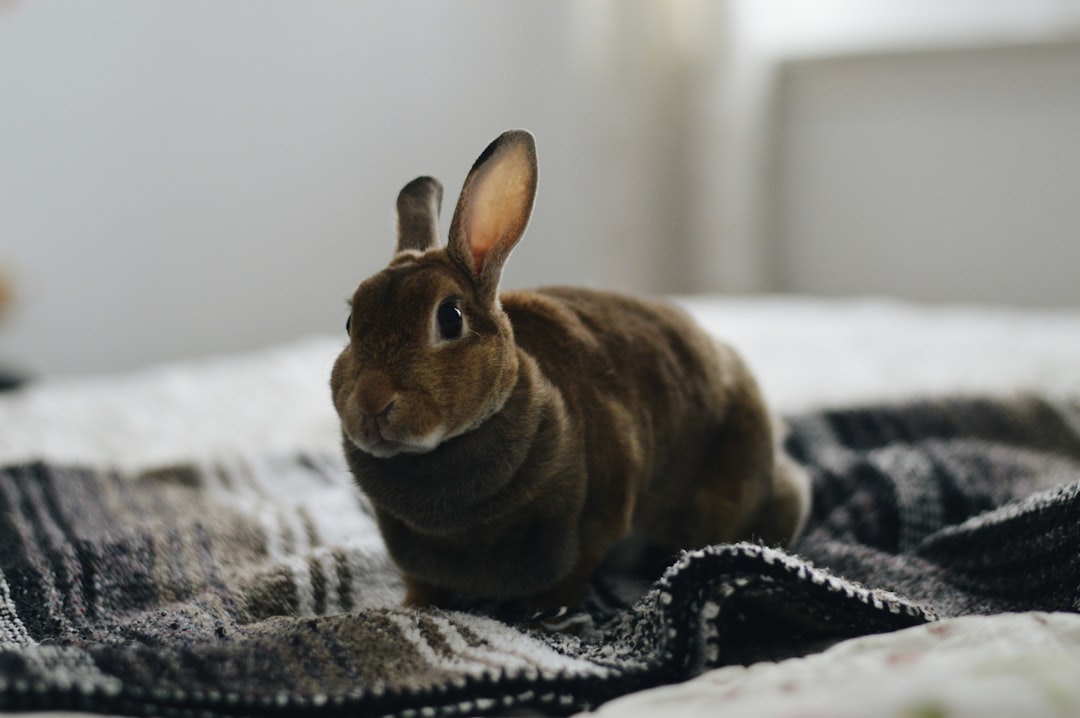 Bunny
