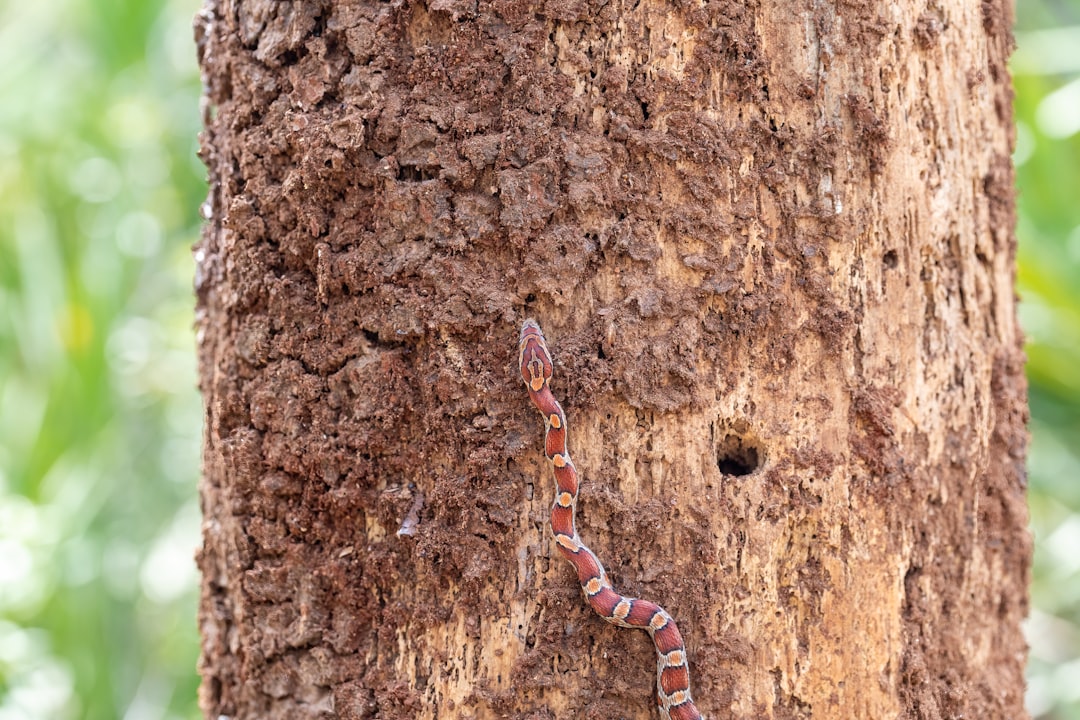 Serpent.