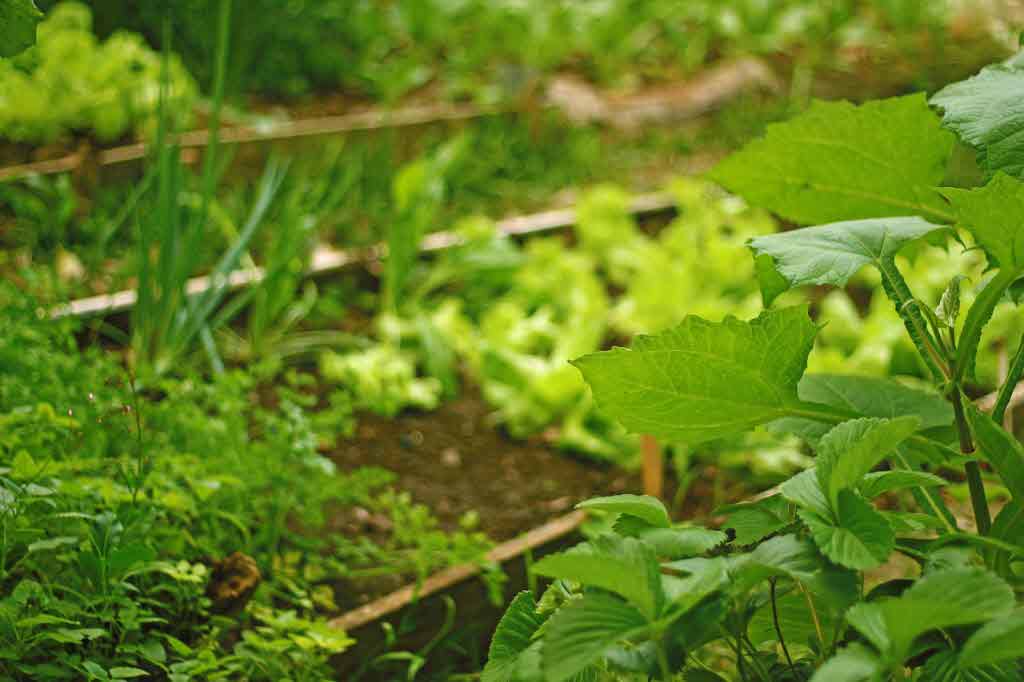 상추를 키운다면 상추의 효능 알아보세요.