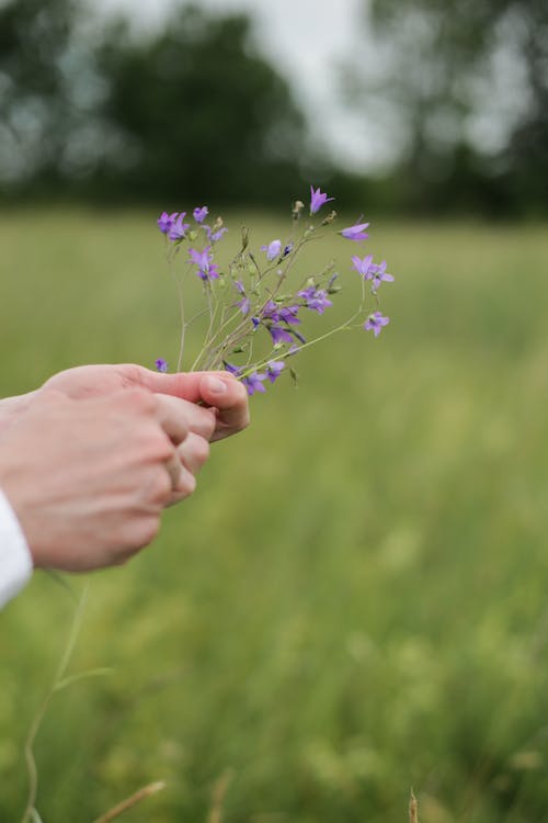 도라지 : 영양소, 효능, 부작용, 다양한 요리 방법