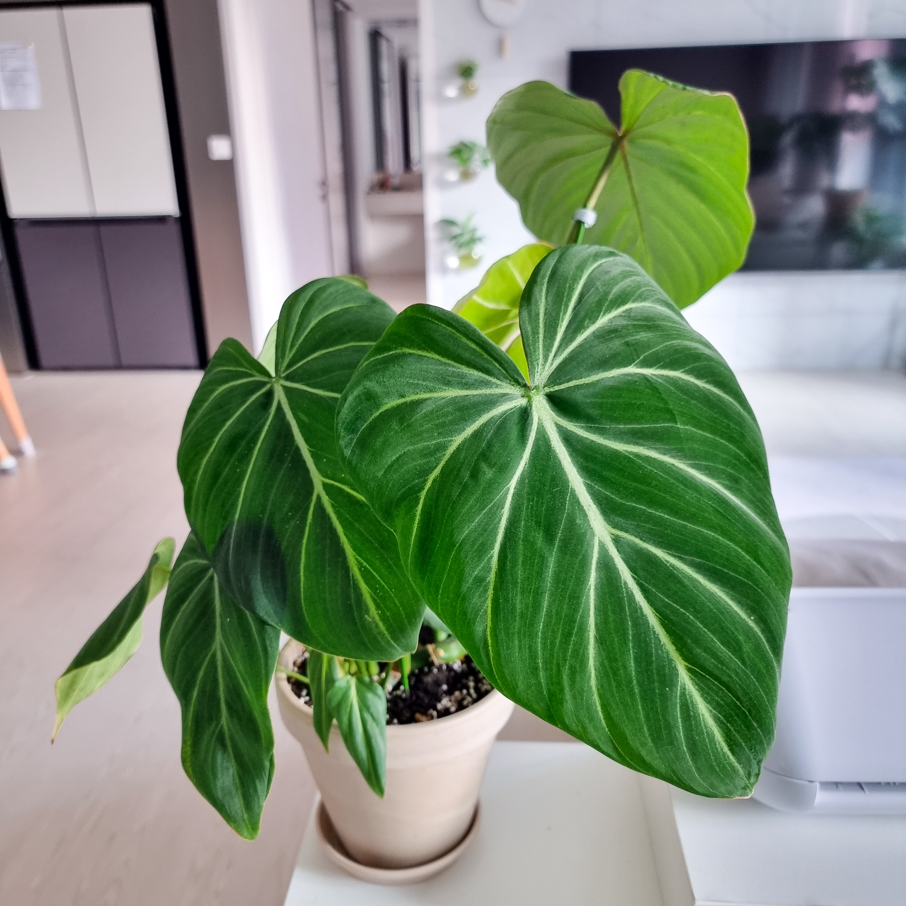 필로덴드론글로리오섬