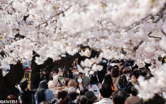 벚꽃 개화시기 2025