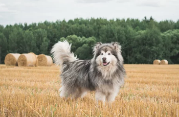 알래스칸 말라뮤트/출처:어도비스톡