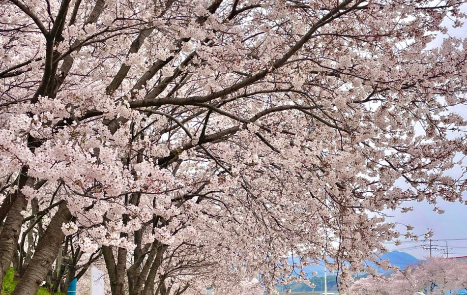 해미 벚꽃1