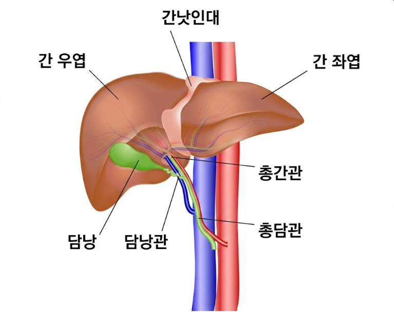 간암 초기증상 체크리스트 ❘ 병기별 생존율과 치료 방법 총정리