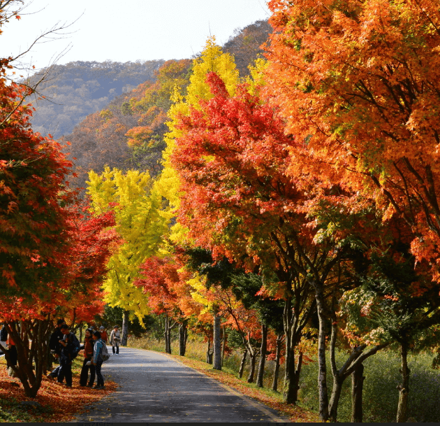 단풍축제 장성군 백양사