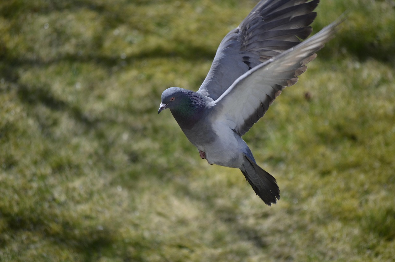 비둘기 메신저의 전략적 활용 – 전쟁과 평화의 소통 수단
