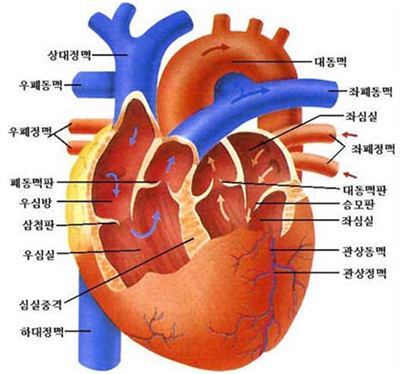 심장의-구조