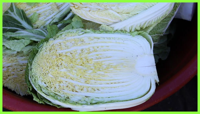 김장 재료 할인 채소 배추 마트 온라인몰 판매 최대 40%