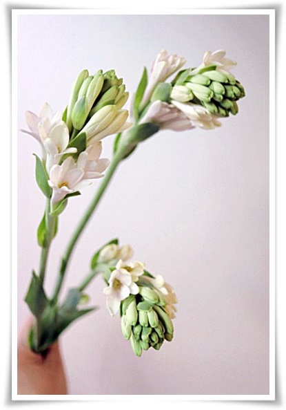 화초 &quot;튜베로즈&quot; 농염과 환락의 꽃내음, 달빛 아래 피어나는 월하향 향기의 마법!