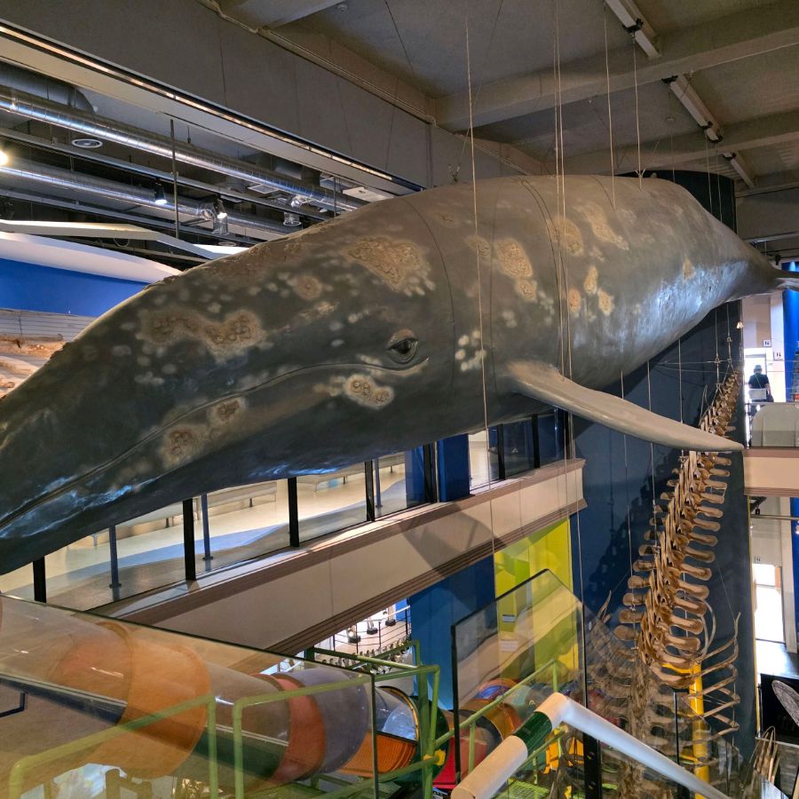 장생포고래박물관